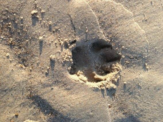 La patte de mon chien - Bouvier Bernois Mâle (10 mois)
