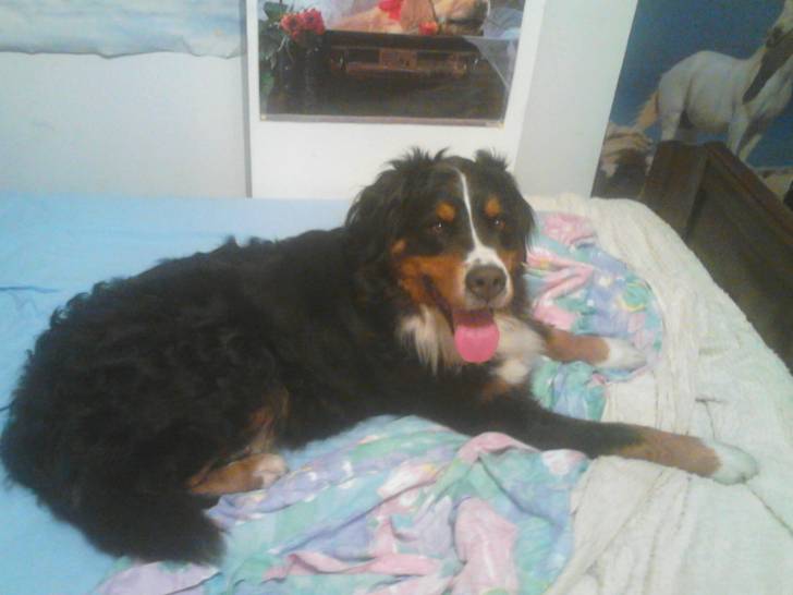 Valentine - Bouvier Bernois (5 ans)
