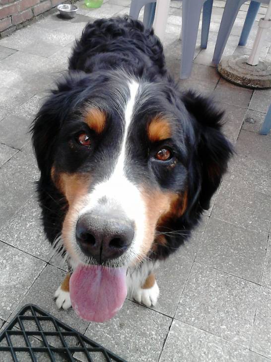 Valentine - Bouvier Bernois (5 ans)