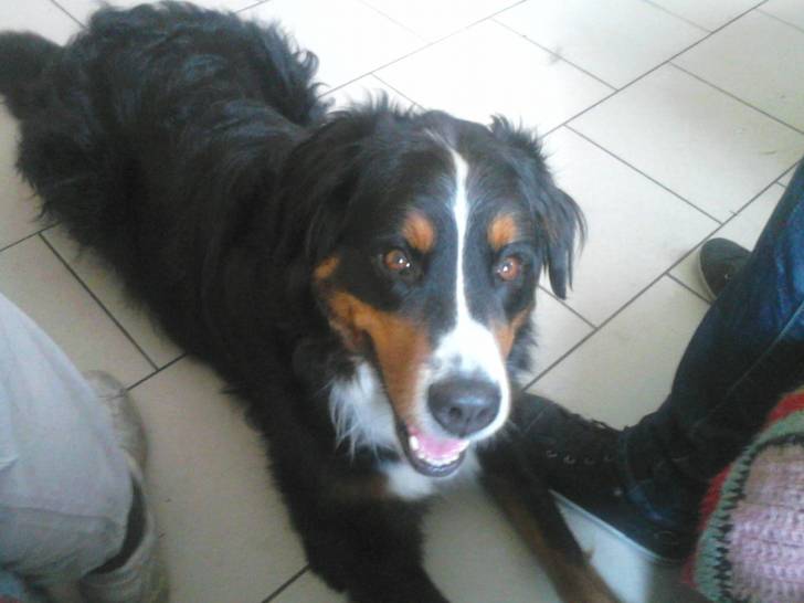 Valentine - Bouvier Bernois (5 ans)