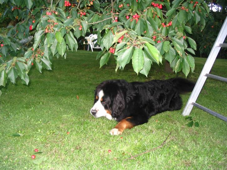 baika - Bouvier Bernois (3 ans)