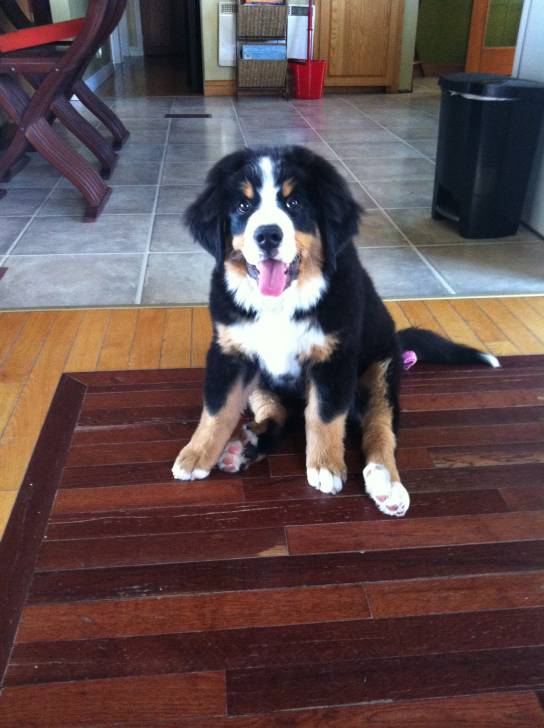 Willow - Bouvier Bernois (6 mois)