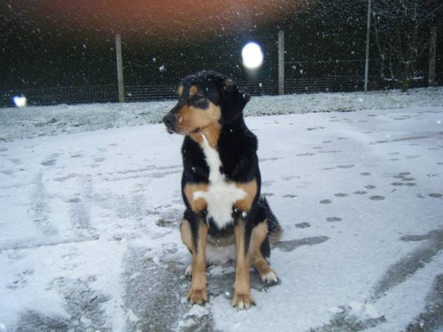 Caramelle - Bouvier Bernois (6 mois)