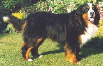 Bouvier Bernois - Bouvier Bernois