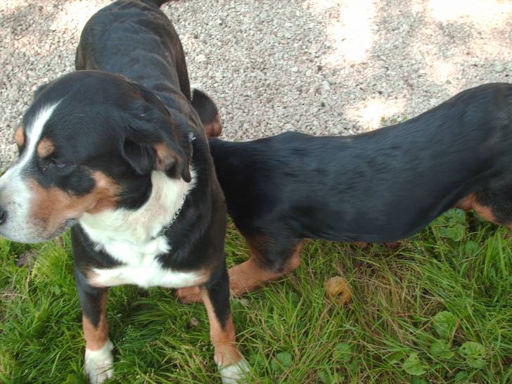Toupie - Bouvier Bernois (8 ans)