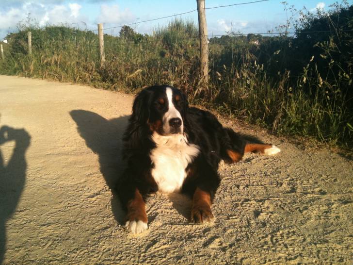 Drasta - Bouvier Bernois (2 ans)