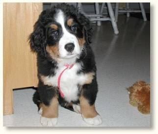 Shanella - Bouvier Bernois (5 mois)