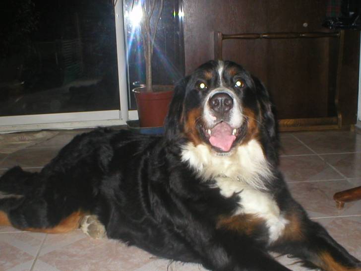 dolly - Bouvier Bernois (2 ans)