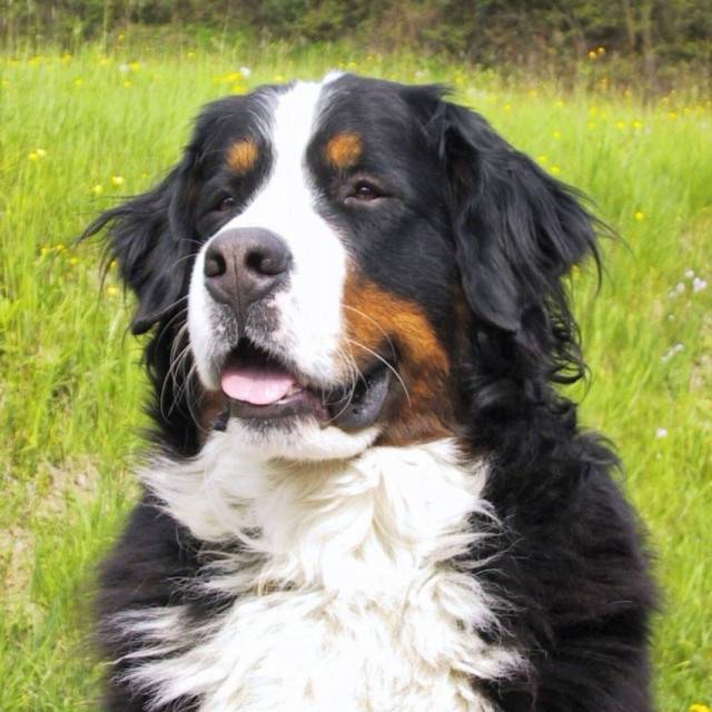 ti-pou - Bouvier Bernois Mâle (5 mois)