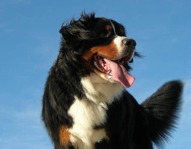 Argos Boubou Varois de 2 ans - Bouvier Bernois (2 ans)