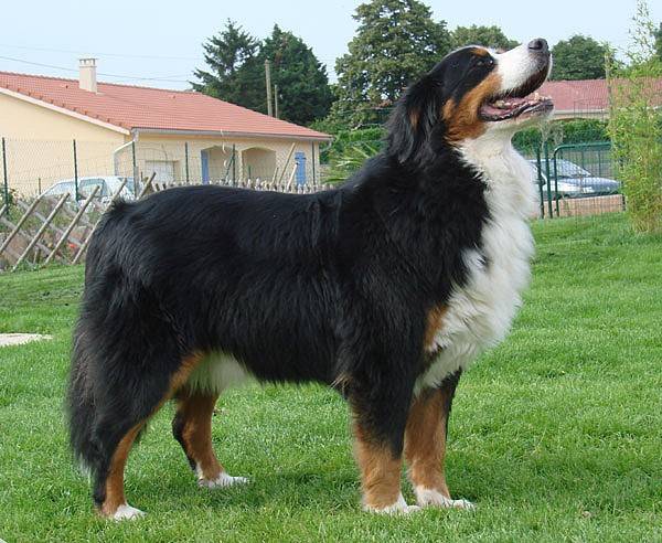 Nietzsche 10 ans - Bouvier Bernois (10 ans)