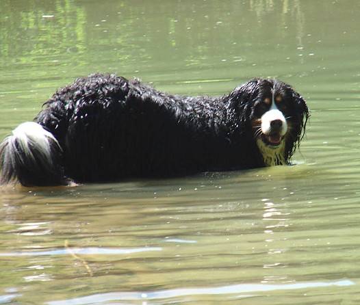 Phèdre 9 ans - Bouvier Bernois (9 ans)