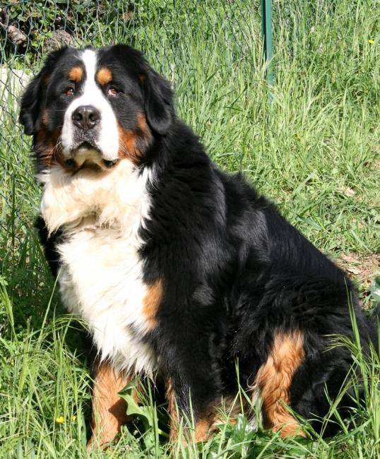Anakin 2 ans et 3 mois - Bouvier Bernois (3 mois)