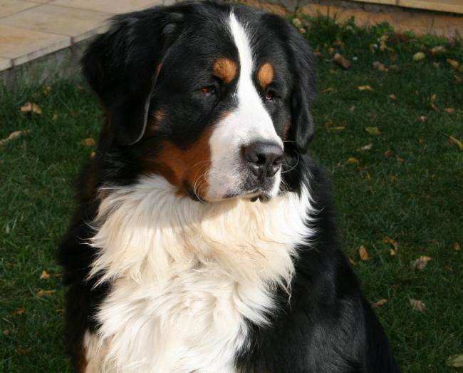 Anakin 2 ans et 3 mois - Bouvier Bernois (3 mois)