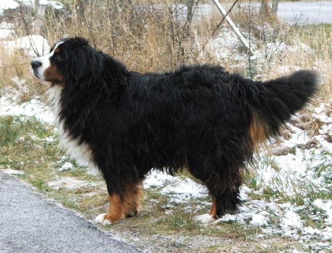 Roxane de la Légende de l'Ebène 7 ans - Bouvier Bernois (7 ans)