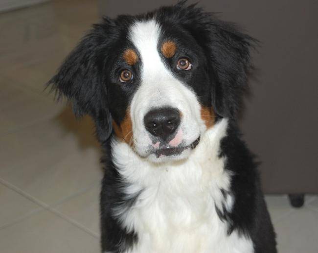 Canelle, femelle Bouviers Bernois de 5 mois - Bouvier Bernois (5 mois)