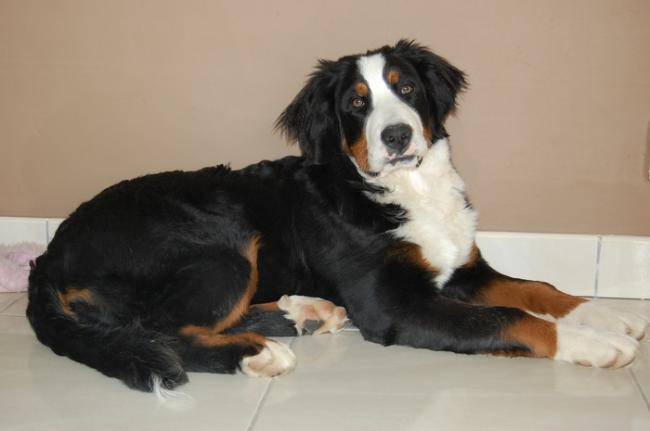 Canelle, femelle Bouviers Bernois de 5 mois - Bouvier Bernois (5 mois)