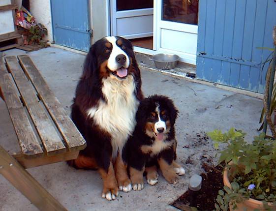Photo de Bouvier Bernois : Biker et Dixie - Bouvier Bernois