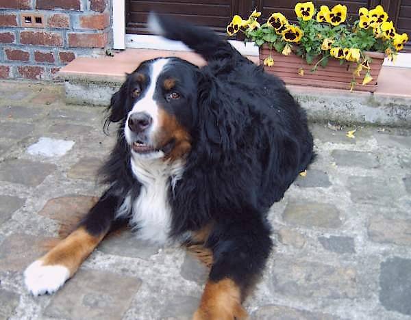 Pincesse 10 ans - Bouvier Bernois (10 ans)