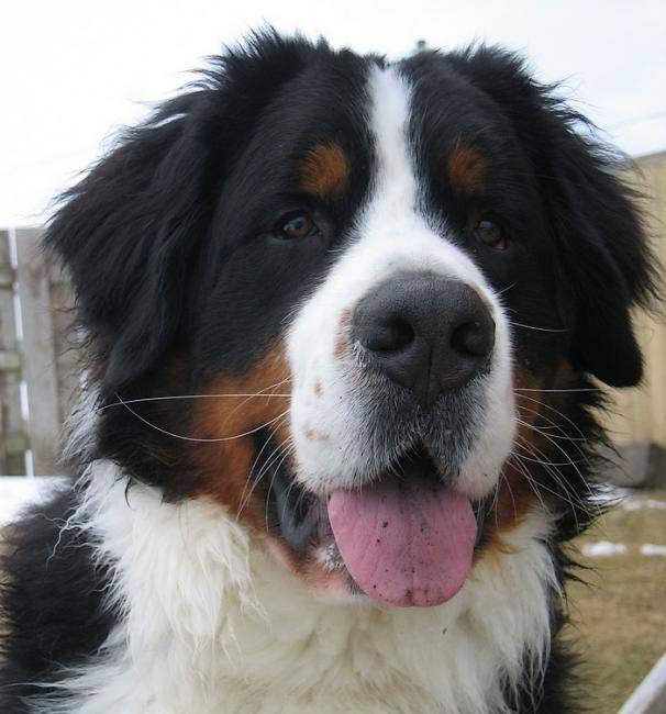 Aïko mâle Bouvier Bernois de 2 ans - Bouvier Bernois (2 ans)