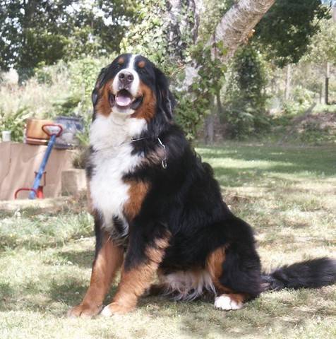 DIEGO du Domaine de FLORANGE - Bouvier Bernois