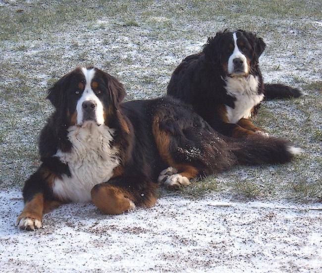 Diana et Diégo - Bouvier Bernois