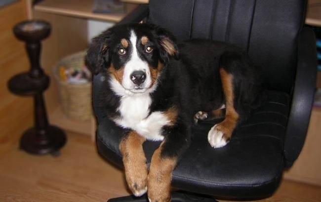 Emeraude, photo bouvier bernois 5 mois - Bouvier Bernois (5 mois)