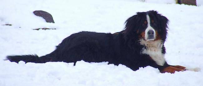 Louna femelle bouvier bernois de 5 ans - Bouvier Bernois (5 ans)