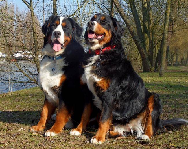 Diva et Evrest - Bouvier Bernois