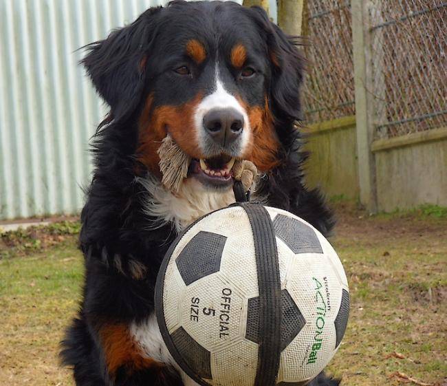 Diva et son ballon - Bouvier Bernois