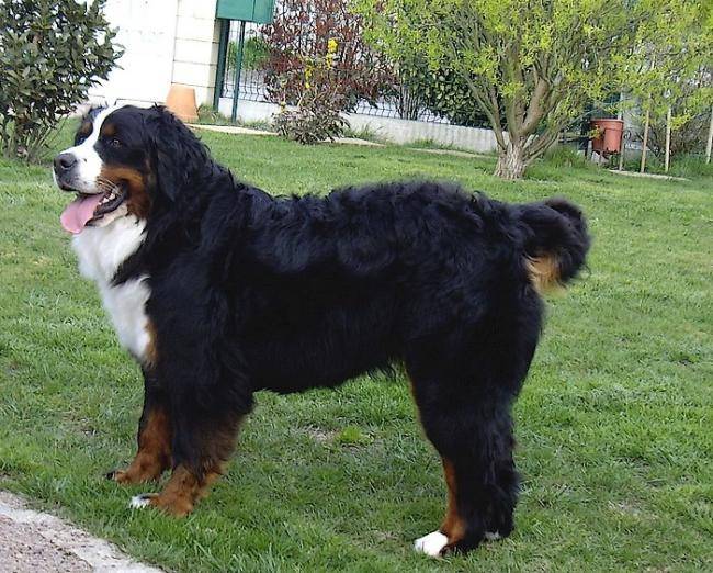 Dana - Bouvier Bernois