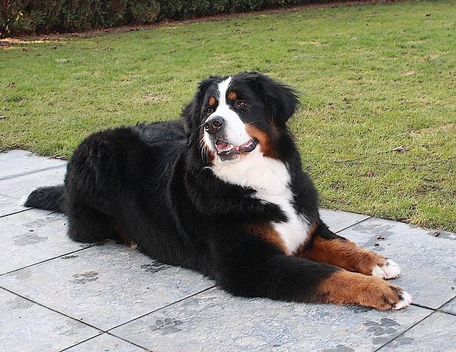Cbee de la Balade du Briantais 2 ans - Bouvier Bernois (2 ans)