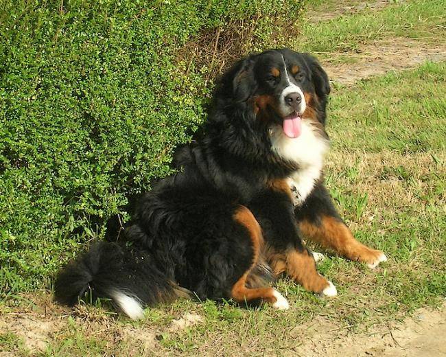 Akkad, Bouvier Bernois de 5 ans - Bouvier Bernois (5 ans)