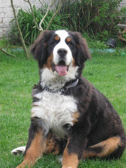 Adrien, bouvier bernois de 5 mois - Bouvier Bernois (5 mois)