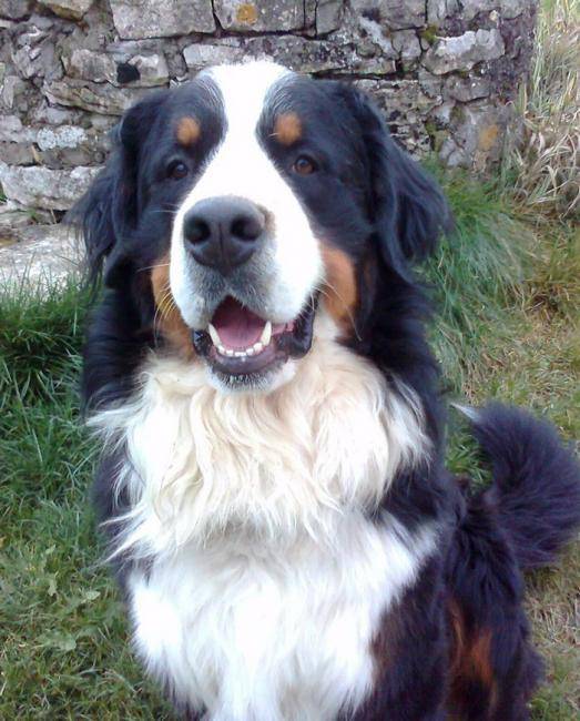 Duncan de la Voie Gallo Romaine - 2 ans et demi - Bouvier Bernois (2 ans et demi)