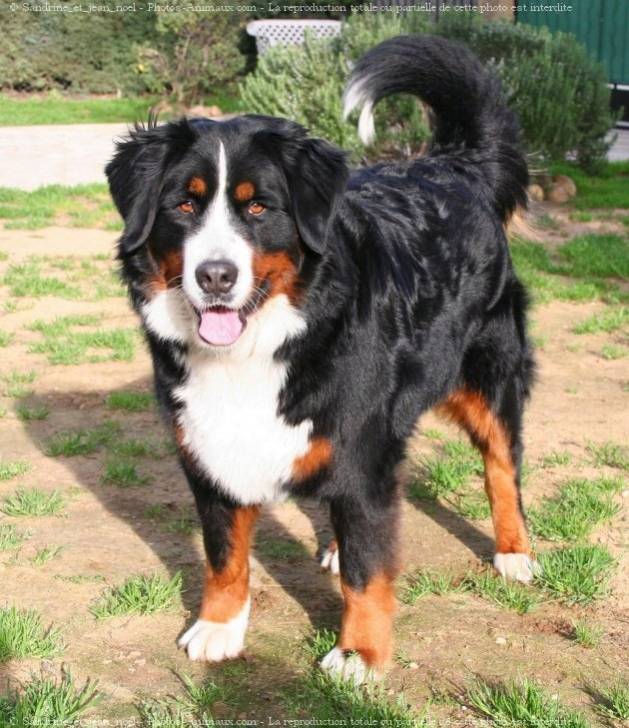 bonnel - Bouvier Bernois Mâle (3 ans)