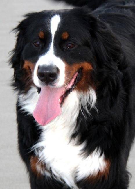 E'Noisette Bouvier Bernois femelle de 27 mois - Bouvier Bernois (2 ans et 3 mois)