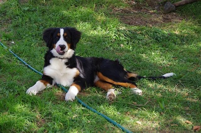 Ginger, bouvier bernois 5 mois - Bouvier Bernois (5 mois)