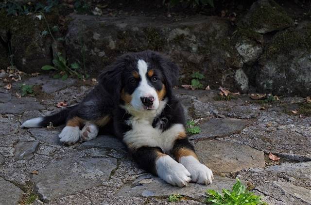 Bouvier Bernois de 5 mois : Ginger - Bouvier Bernois (5 mois)