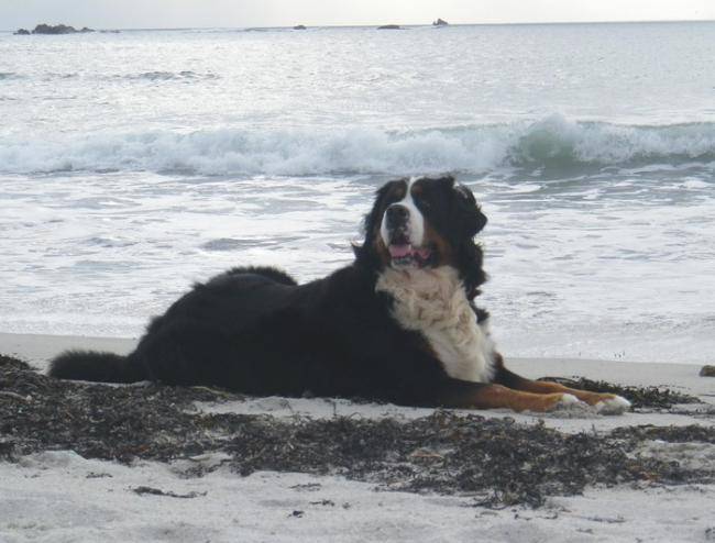 Evrest en balade en Bretagne - Bouvier Bernois