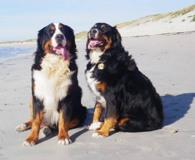 Evrest et Diva en Bretagne - Bouvier Bernois