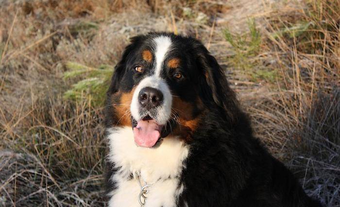 Beau portrait de Diva - Bouvier Bernois