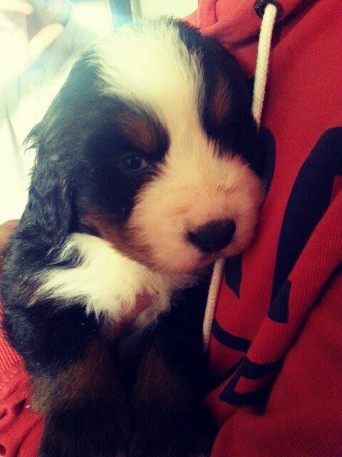 Irish chiot Bouvier Bernois - Bouvier Bernois