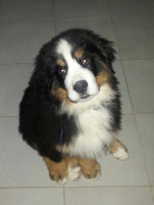 Irish jolie Bouvier Bernois - Bouvier Bernois