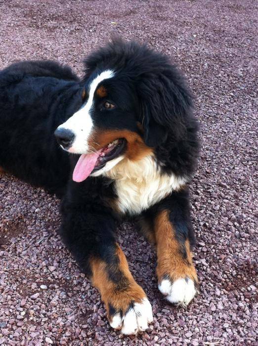 Faust, Bouvier bernois 5 mois - Bouvier Bernois (5 mois)