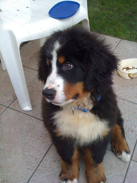 Faut a 3 mois - Bouvier Bernois (3 mois)