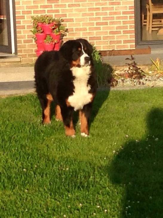 Nala de Lavallée des Oursons - Bouvier Bernois