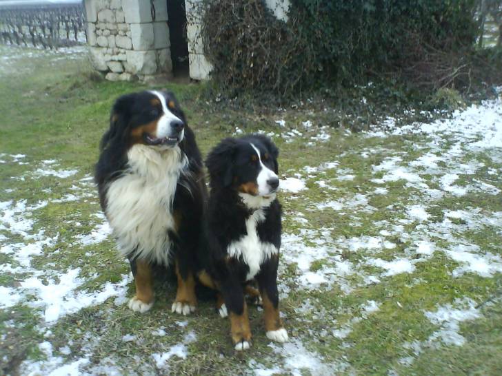 Aragorn et Théoden - Bouvier Bernois Mâle