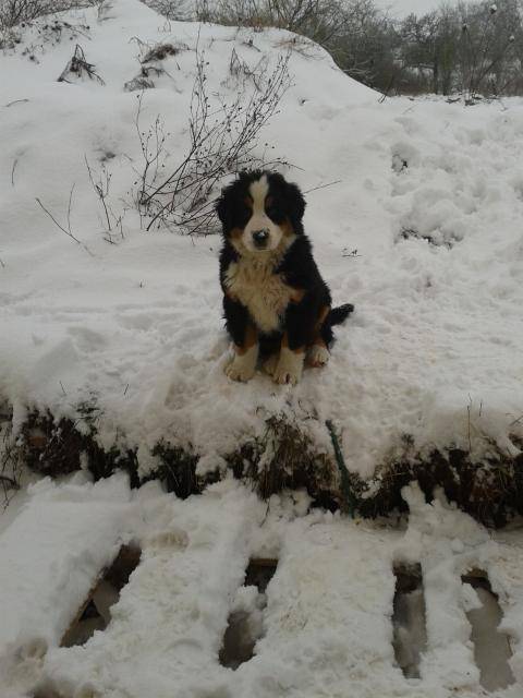 dolly - Bouvier Bernois (6 mois)