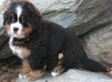 Uno (puppy) - Bouvier Bernois Mâle (3 mois)